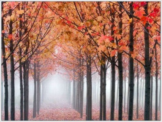 Beauty Of The Golden Nature