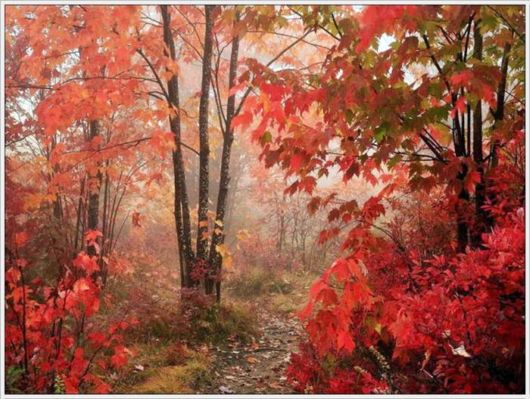 Beauty Of The Golden Nature