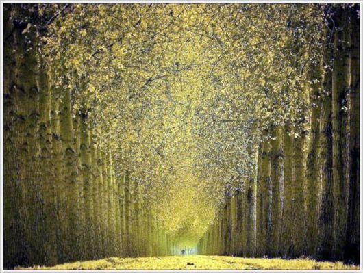 Beauty Of The Golden Nature