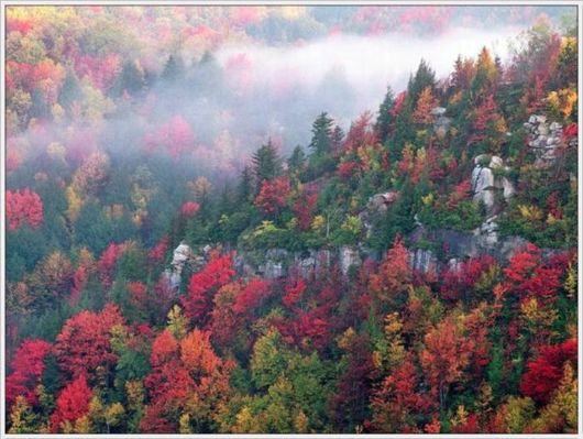 Beauty Of The Golden Nature