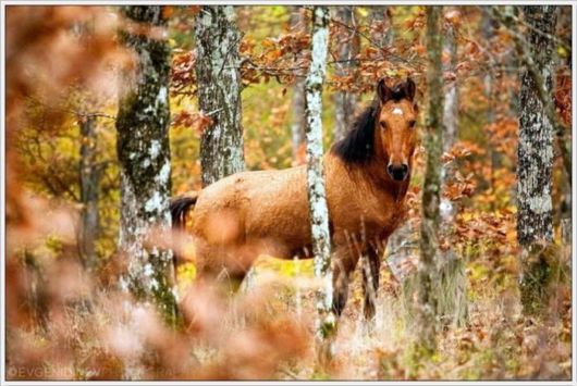Beauty Of The Golden Nature