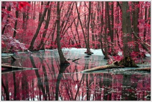 Beauty Of The Golden Nature