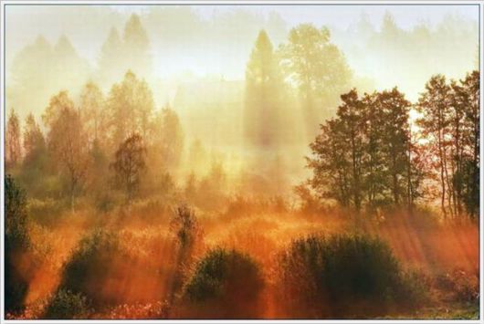 Beauty Of The Golden Nature