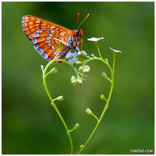 Awesome Hearts By The Nature