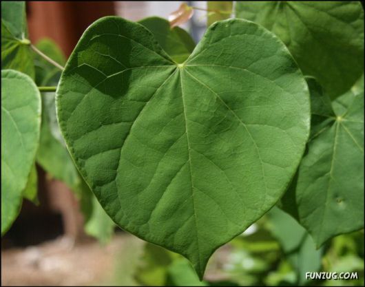 Awesome Hearts By The Nature