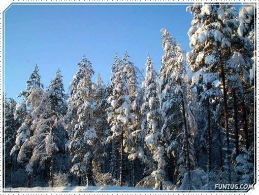 Snow Beauty In Sweden