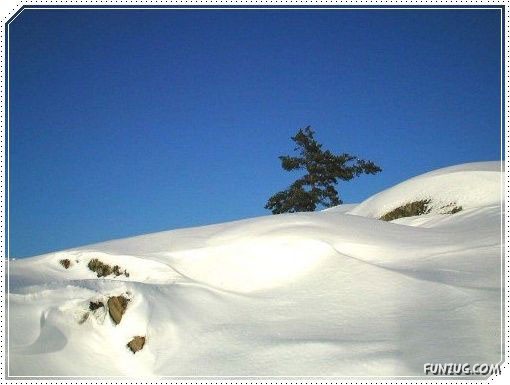 Snow Beauty In Sweden