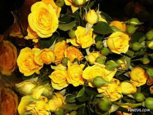 Beautiful Yellow Roses for You