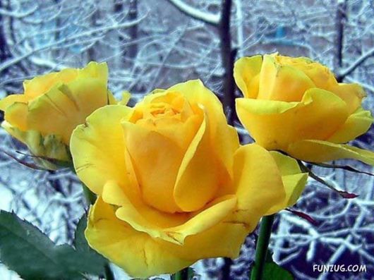 Beautiful Yellow Roses for You