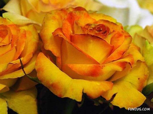 Beautiful Yellow Roses for You