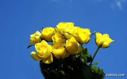 Beautiful Yellow Roses for You