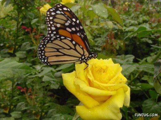 Beautiful Yellow Roses for You
