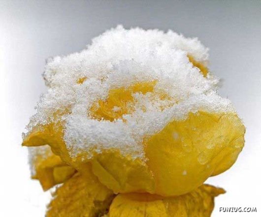 Beautiful Yellow Roses for You