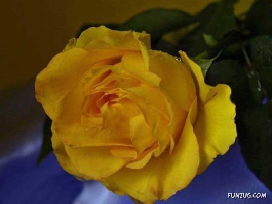 Beautiful Yellow Roses for You
