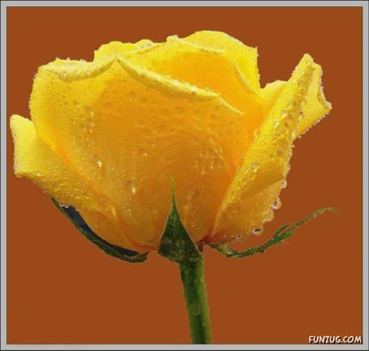 Beautiful Yellow Roses for You