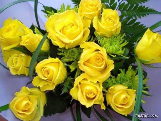 Beautiful Yellow Roses for You