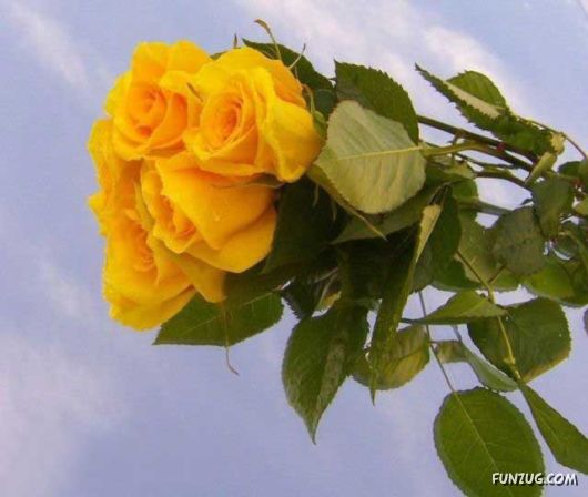 Beautiful Yellow Roses for You