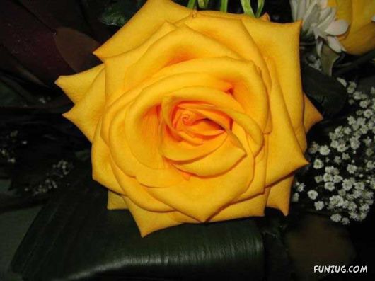 Beautiful Yellow Roses for You