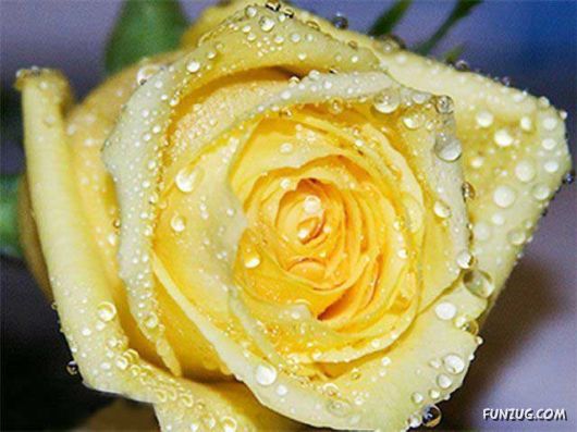 Beautiful Yellow Roses for You