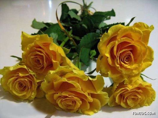 Beautiful Yellow Roses for You