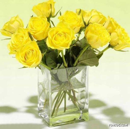 Beautiful Yellow Roses for You