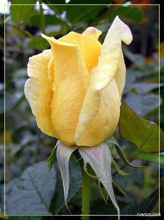 Beautiful Yellow Roses for You