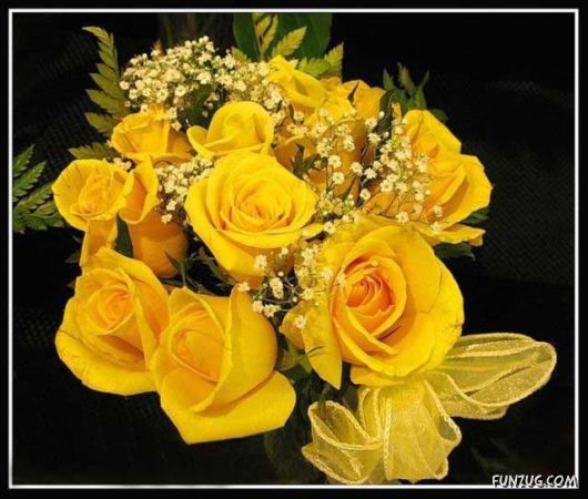 Beautiful Yellow Roses for You