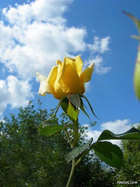 Beautiful Yellow Roses for You
