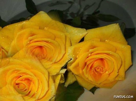 Beautiful Yellow Roses for You