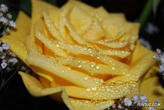 Beautiful Yellow Roses for You