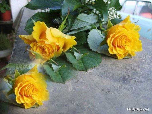 Beautiful Yellow Roses for You