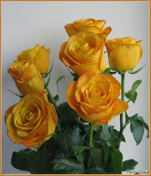 Beautiful Yellow Roses for You