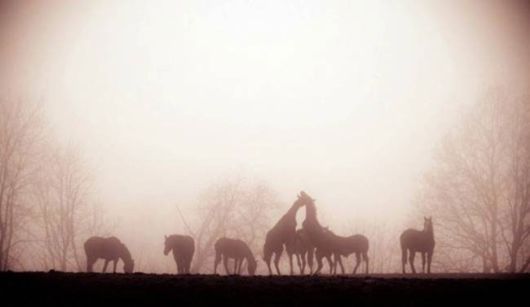 Amazing Foggy Nature Pictures