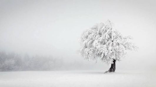 Amazing Foggy Nature Pictures