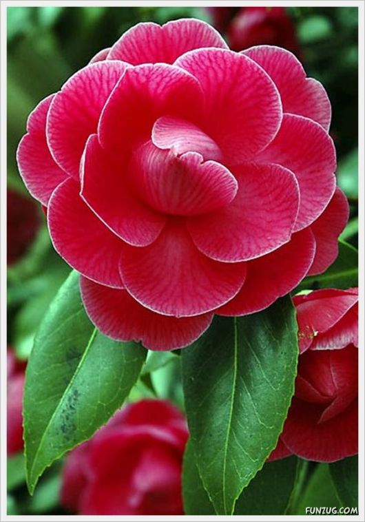 Fresh Flowers for You