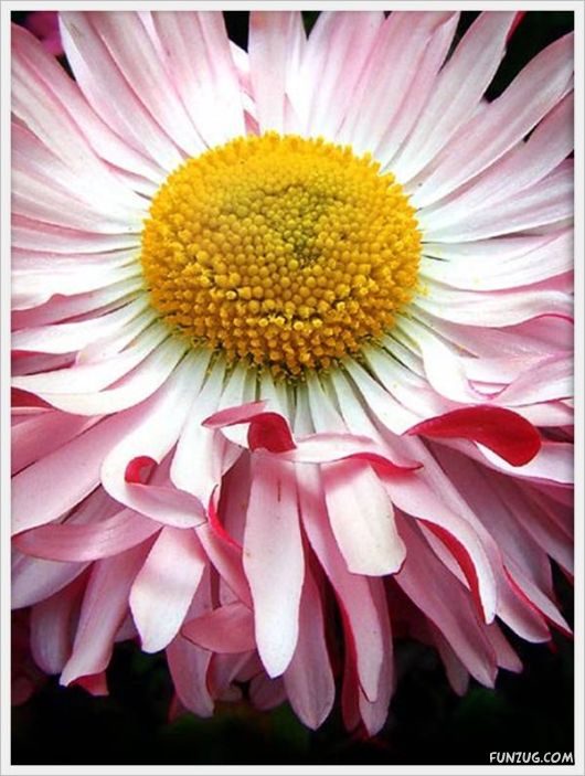 Fresh Flowers for You | Funzug.com