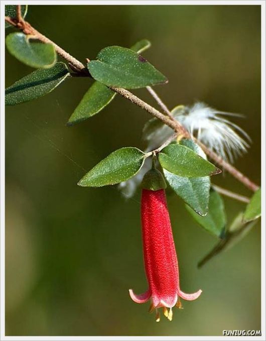 Fresh Flowers for You