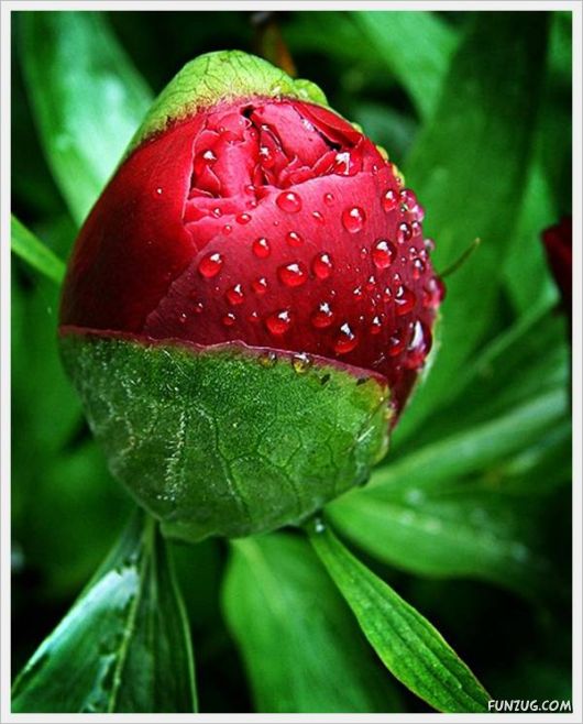 Fresh Flowers for You