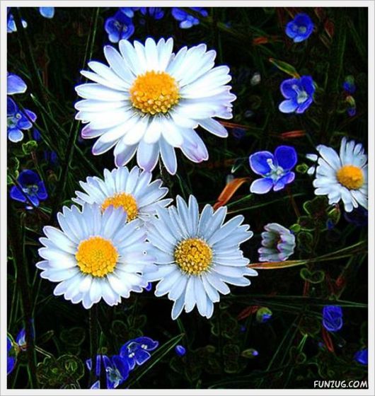 Fresh Flowers for You