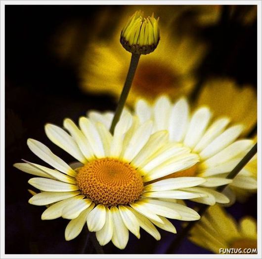 Fresh Flowers for You