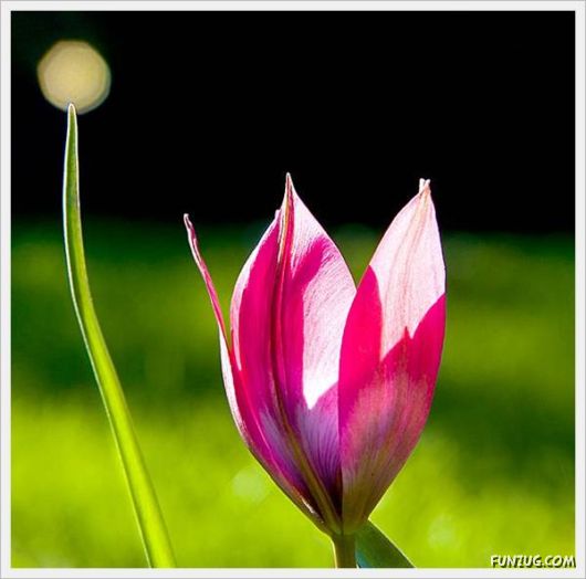 Fresh Flowers for You