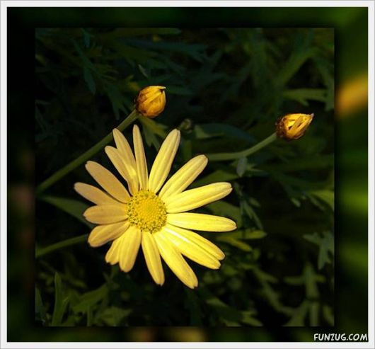 Fresh Flowers for You