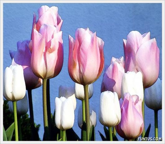 Fresh Flowers for You