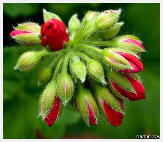 Fresh Flowers for You