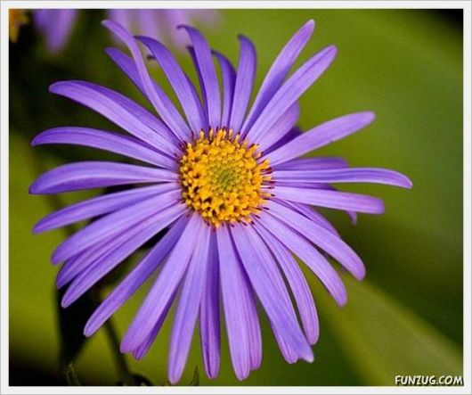 Fresh Flowers for You