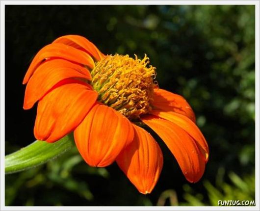 Fresh Flowers for You