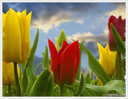 Fresh Flowers for You