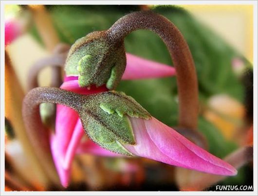 Fresh Flowers for You