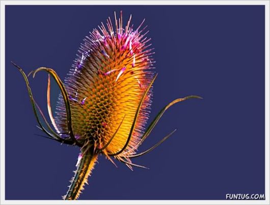 Fresh Flowers for You