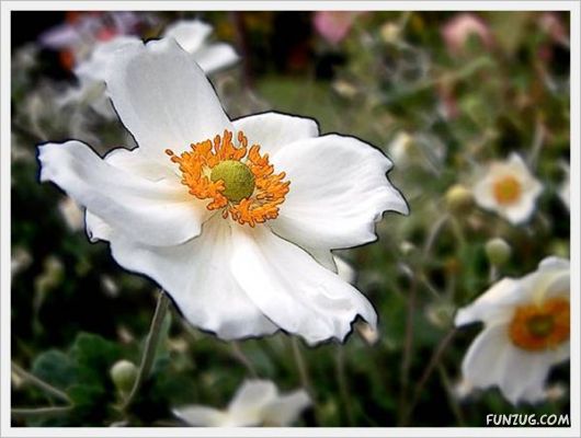 Fresh Flowers for You